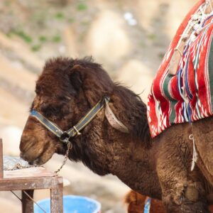 A camel wearing a colorful traditional saddle at a market in Cappadocia, Turkey. Photo by Zeynep Şahin