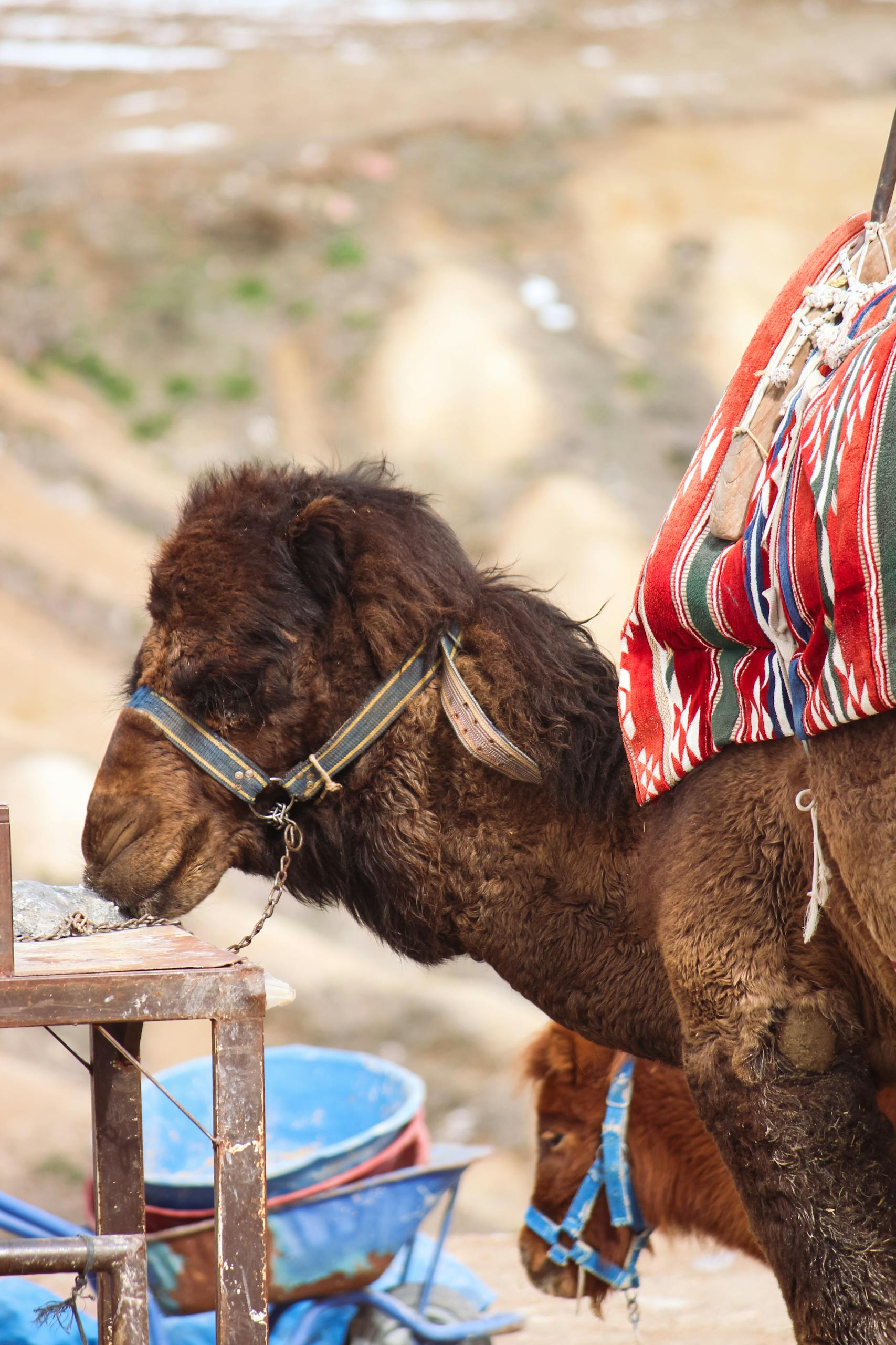 A camel wearing a colorful traditional saddle at a market in Cappadocia, Turkey. Photo by Zeynep Şahin