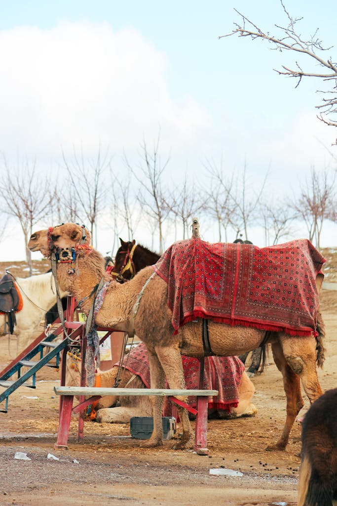 Camels adorned with blankets resting in Cappadocia with barren trees and open sky. Photo by Zeynep Şahin
