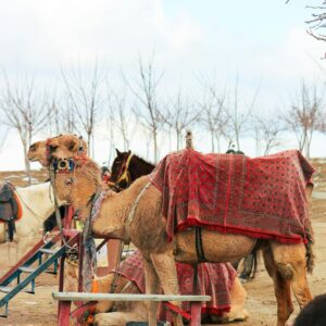 Camels adorned with blankets resting in Cappadocia with barren trees and open sky. Photo by Zeynep Şahin