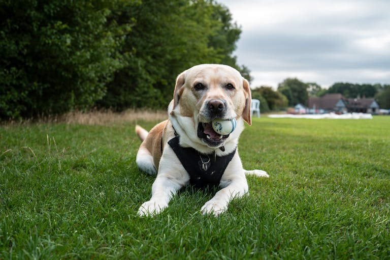 Meet Bailey – Labrador