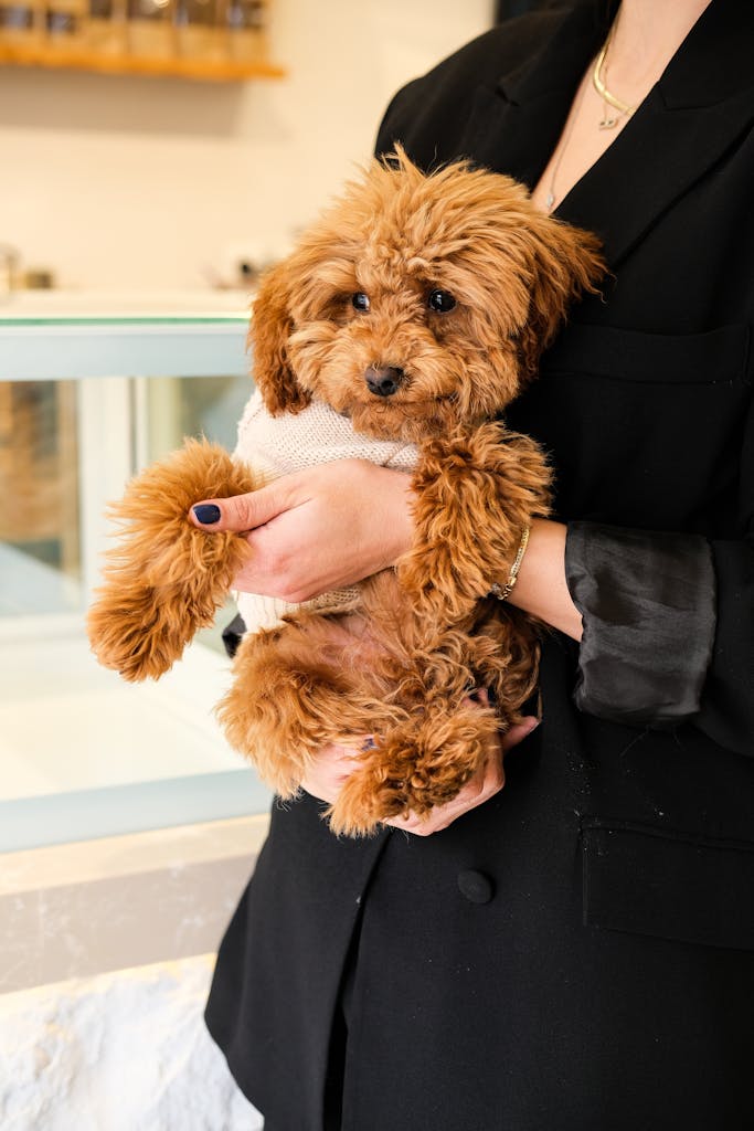 A fluffy brown poodle wearing a sweater is held by a woman indoors, showcasing its adorable appearance.