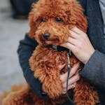 A fluffy poodle being gently held by its owner, sitting outdoors on a chilly day.