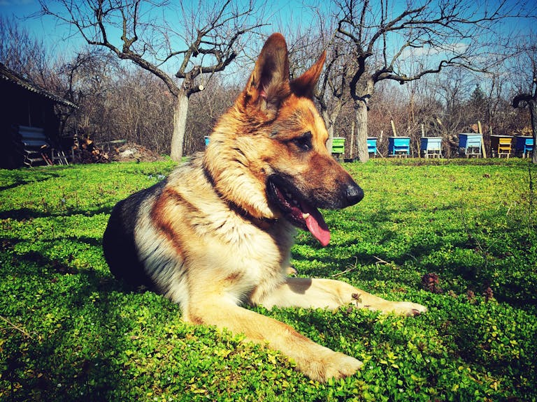 A German Shepherd lies on vibrant grass in a rural outdoor setting, enjoying a sunny day.