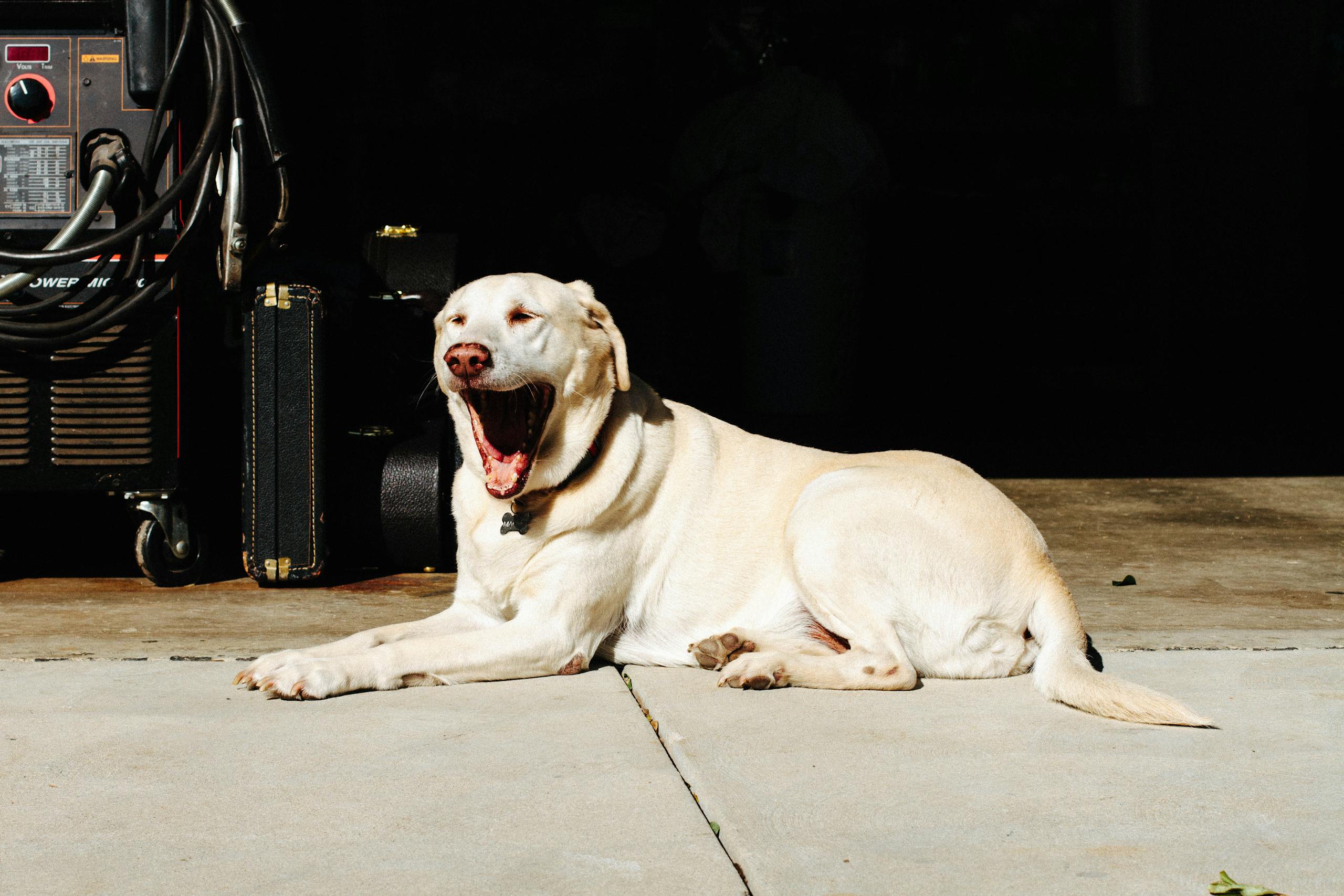 A relaxed Labrador Retriever yawns while lounging on a sunlit garage floor.