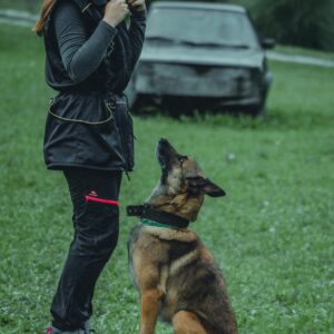 A woman instructs a German Shepherd during an outdoor training session on grass.