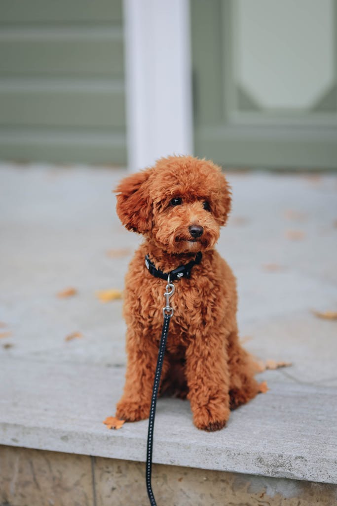 Adorable brown poodle puppy sitting on a leash, capturing a cute moment outdoors.