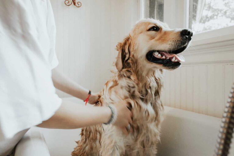 How to Build a Strong Bond With Your Pup