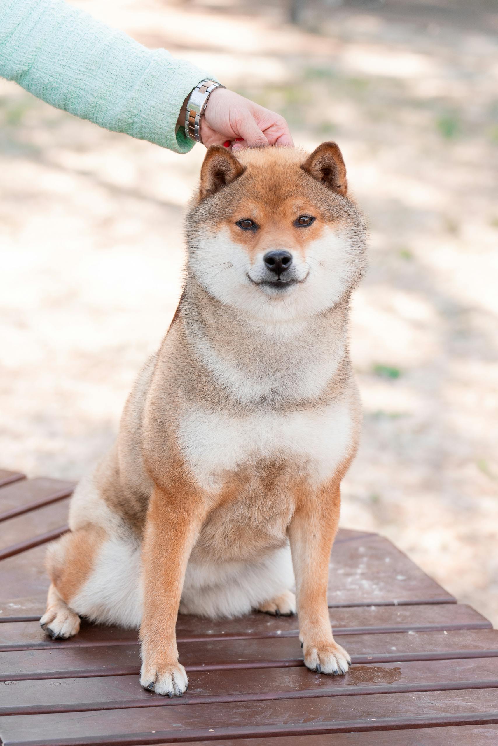 Charming Shiba Inu dog sitting outdoors on wooden surface, enjoying attention.