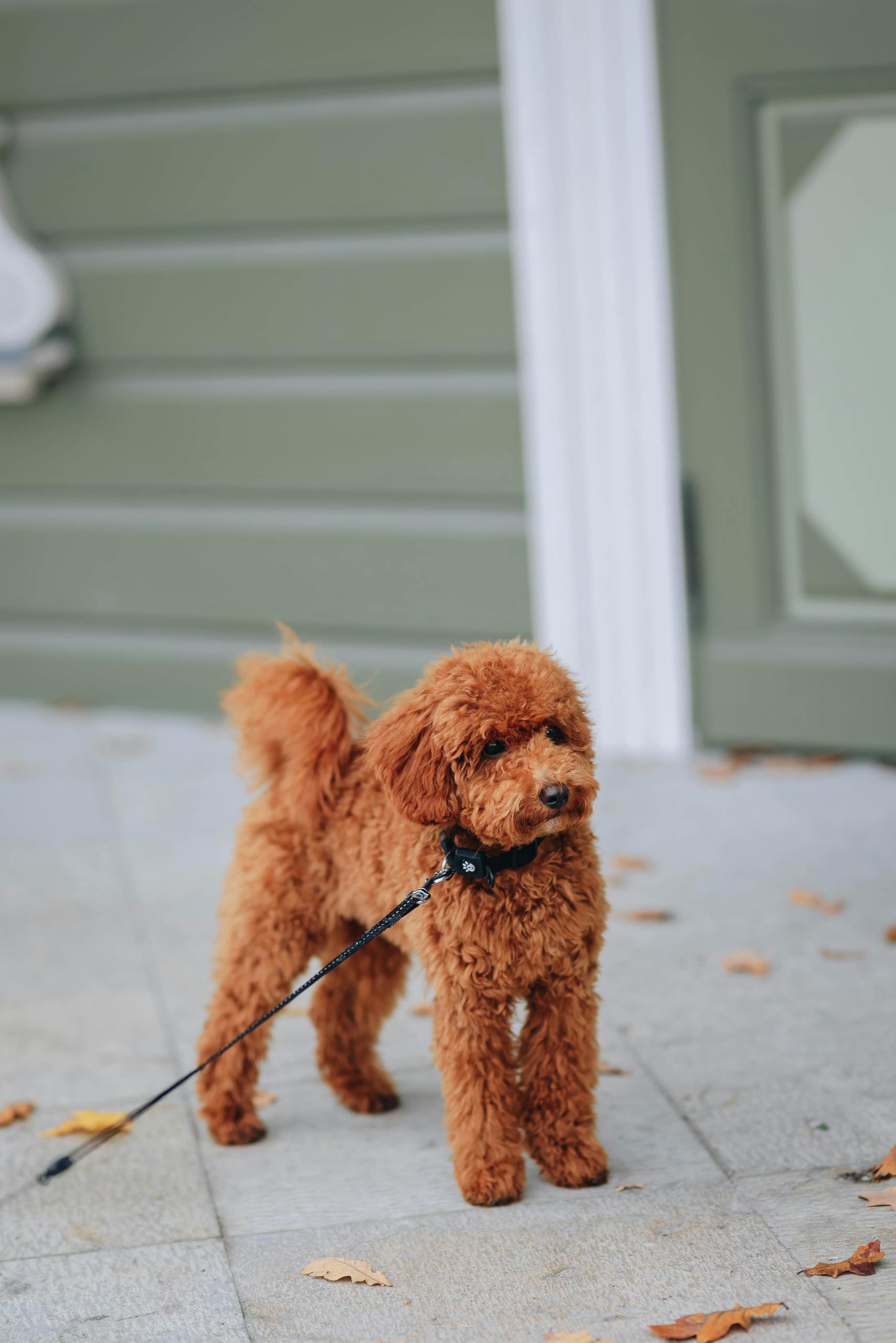 Cute apricot poodle standing on a leash outside, perfect for pet-themed projects.