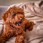Cute poodle puppy lounging on a soft blanket indoors, exuding warmth and coziness.