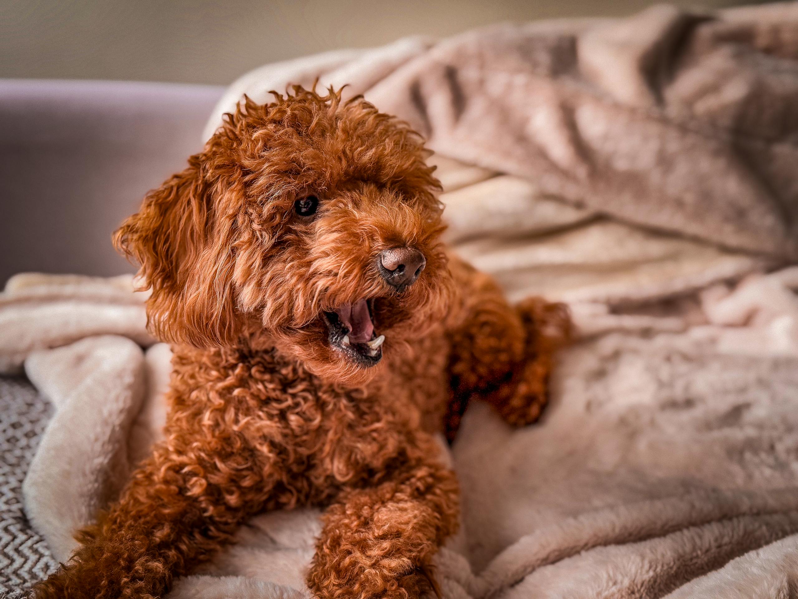 Cute poodle puppy lounging on a soft blanket indoors, exuding warmth and coziness.