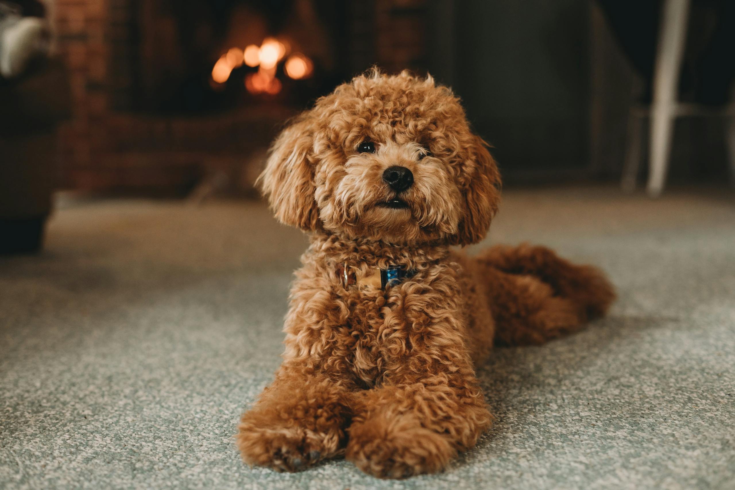 Cute poodle puppy lying indoors near a cozy fireplace, creating a warm ambiance.