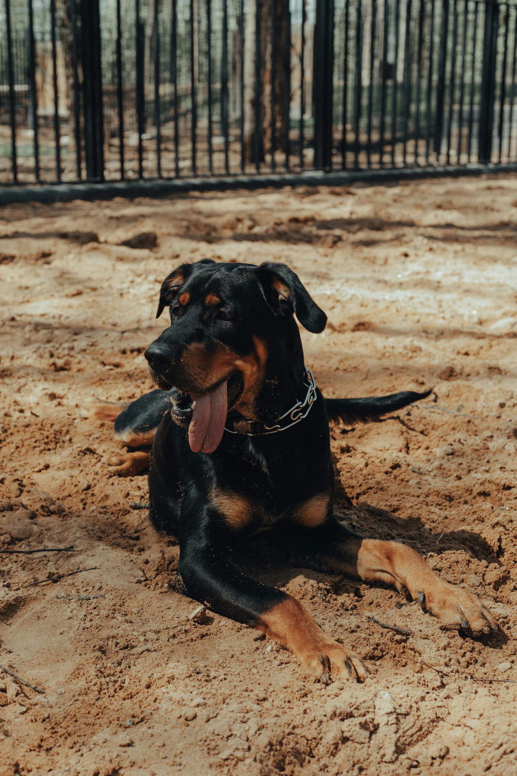 Pedigree Rottweiler dog with tongue out lying on sandy ground near black enclosure in sunny day