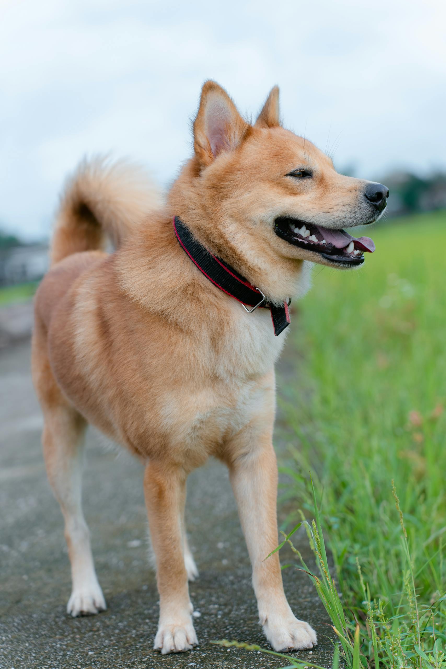 Shiba Inu enjoying a walk on a grassy path in the sunny outdoors.