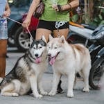 Two Siberian Huskies on leashes with owners in an urban environment, with motorcycles nearby.
