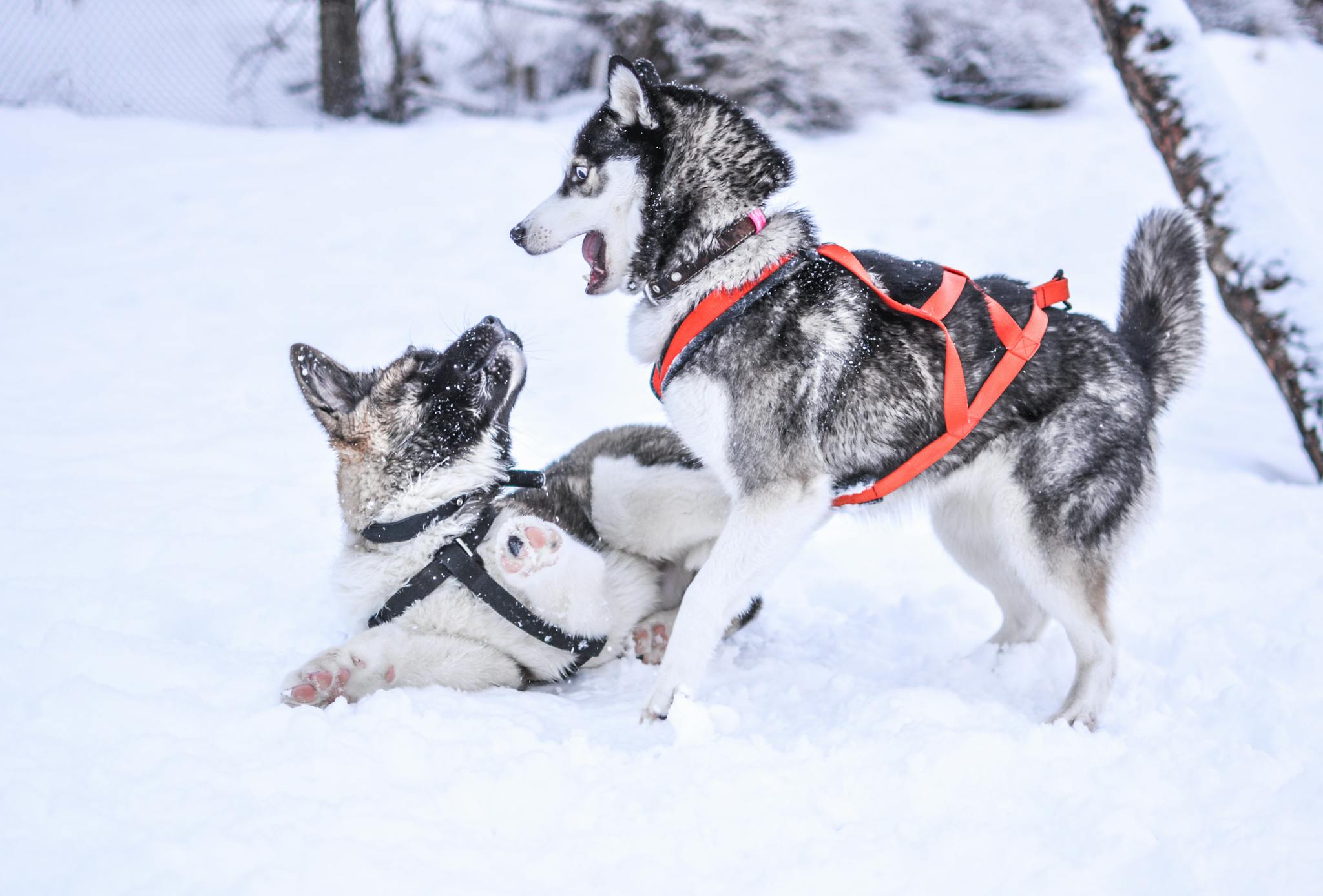 Two huskies with harnesses play in the snow, showcasing winter fun.