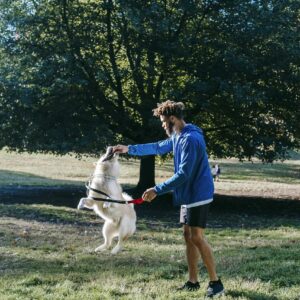 A joyful moment as a man trains his Akita dog in a sunlit park.