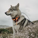 A Siberian Husky with a bright collar stands in a flower-filled meadow under cloudy skies.