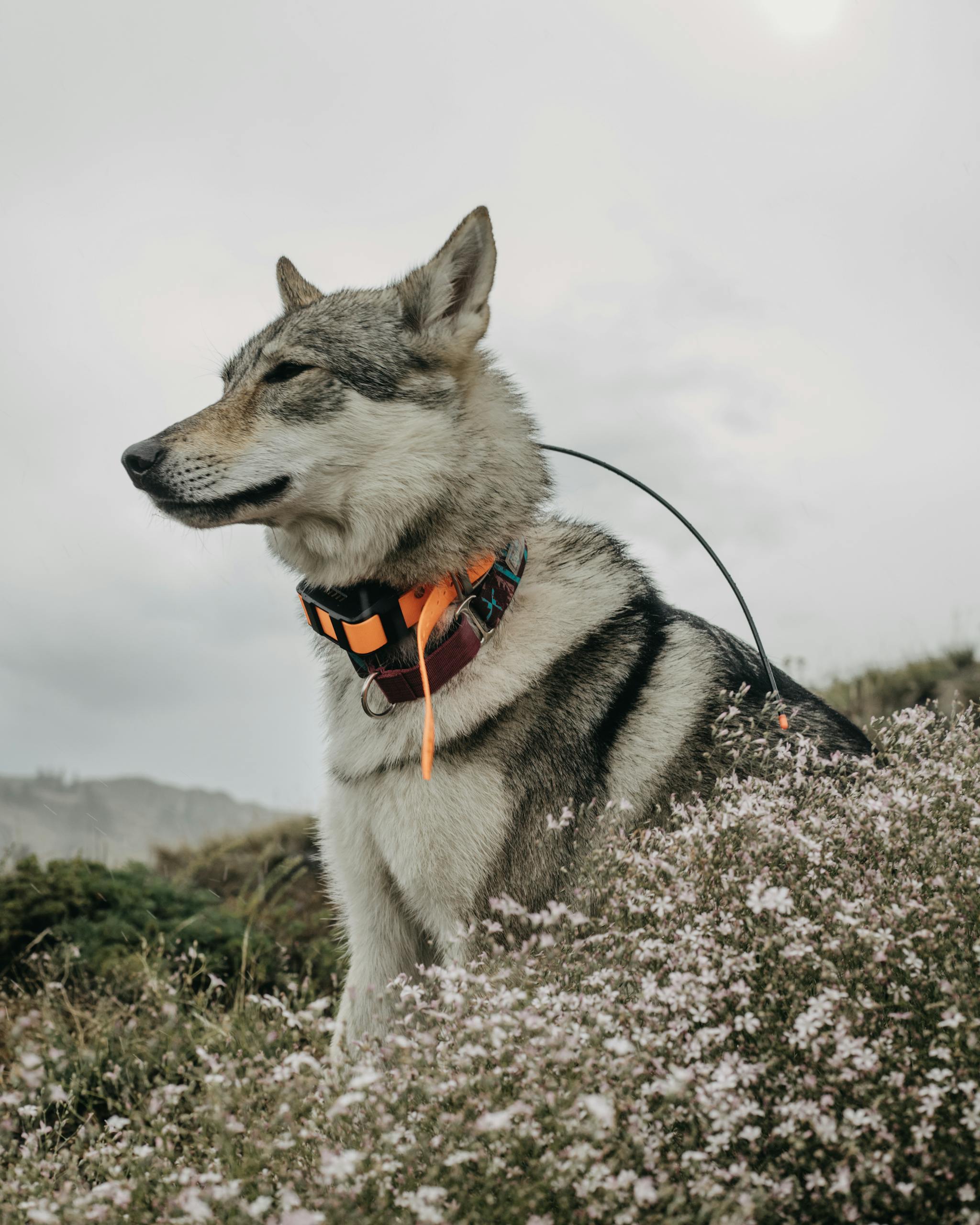 A Siberian Husky with a bright collar stands in a flower-filled meadow under cloudy skies.