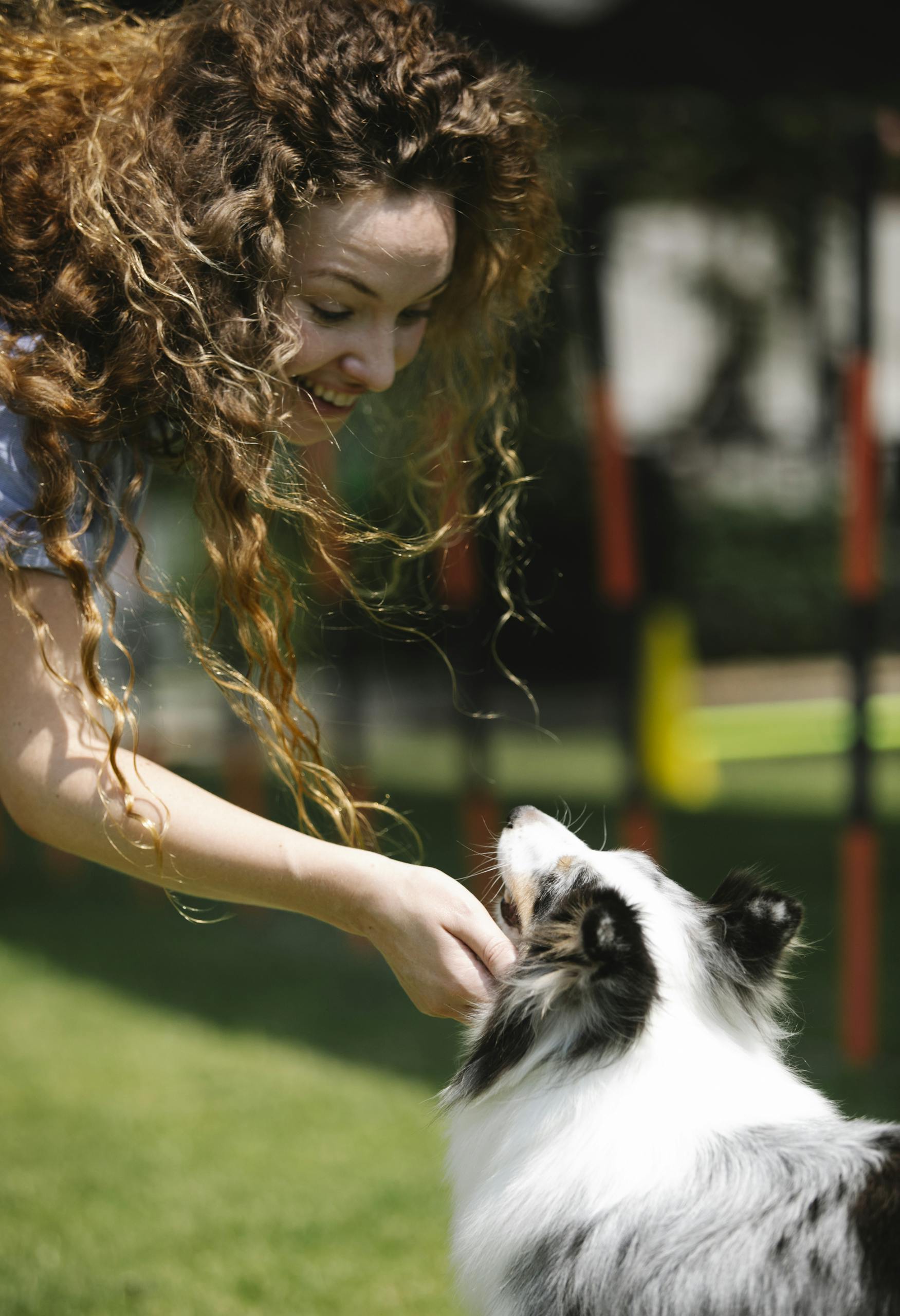 A woman enjoys a playful moment with her Sheltie dog outdoors in a sunny park.
