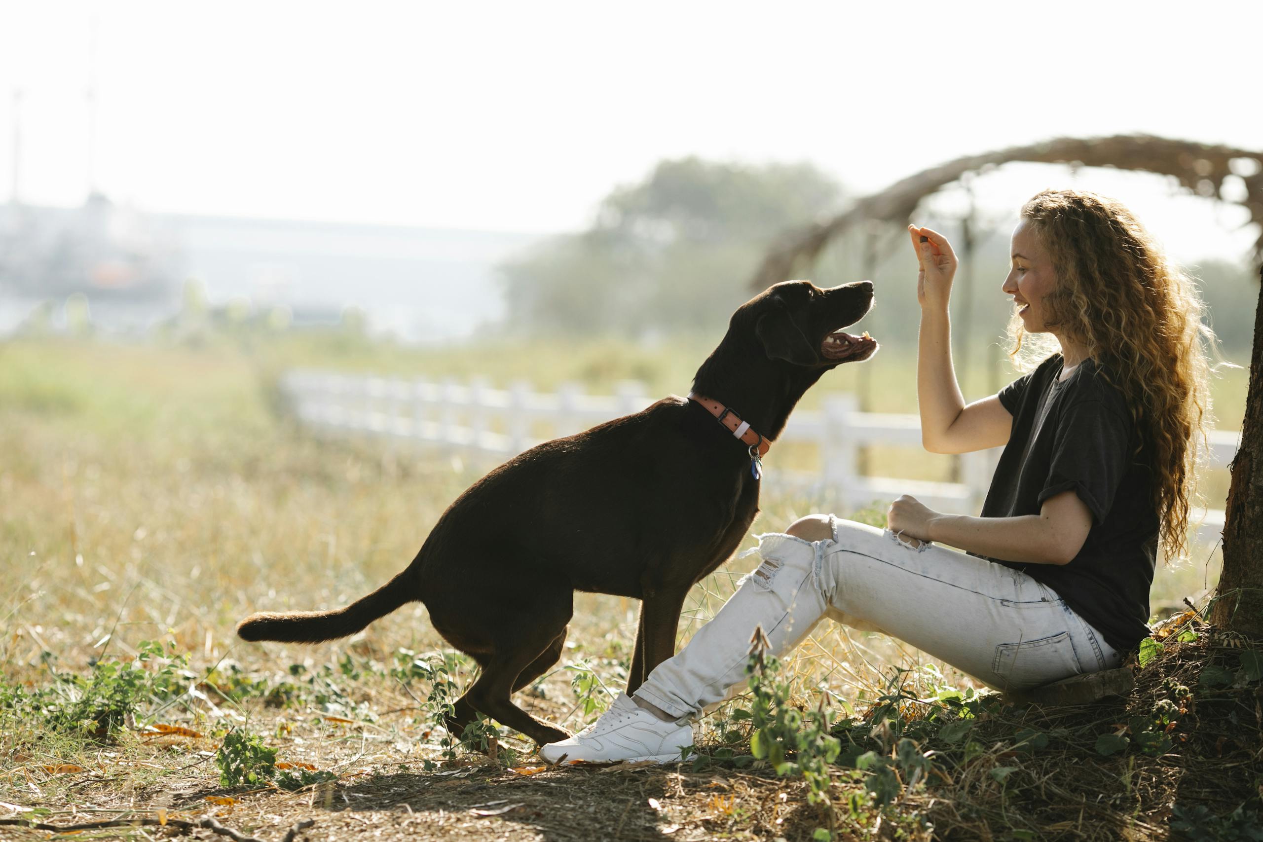 A woman interacts playfully with her Labrador dog in a sunny outdoor setting, showcasing joy and companionship.