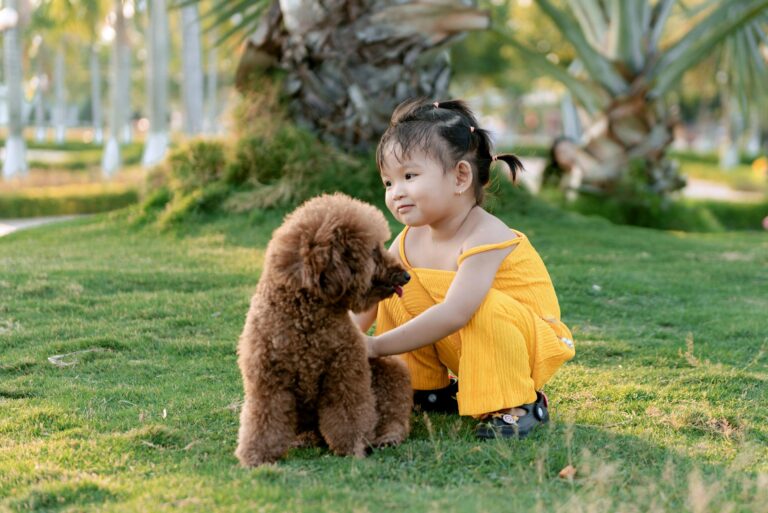 Meet Luca – Goldendoodle