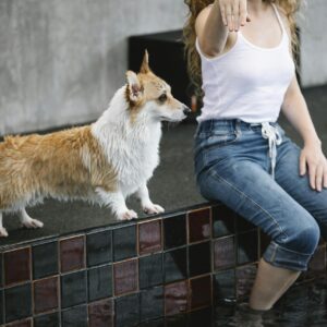 Adult female teaching purebred dog on poolside while throwing small ball over water on gray background