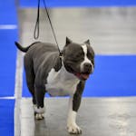 An American Bully dog being showcased with a leash at an indoor dog show.