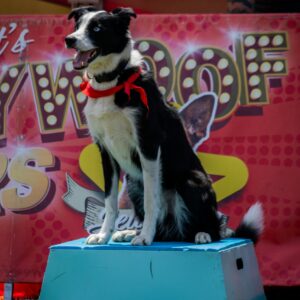 Black and white Border Collie dog sitting on a pedestal at an outdoor event, wearing a red collar.