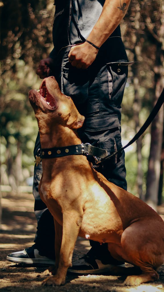 Brown American Pit Bull Terrier on leash beside male owner in outdoor park setting.