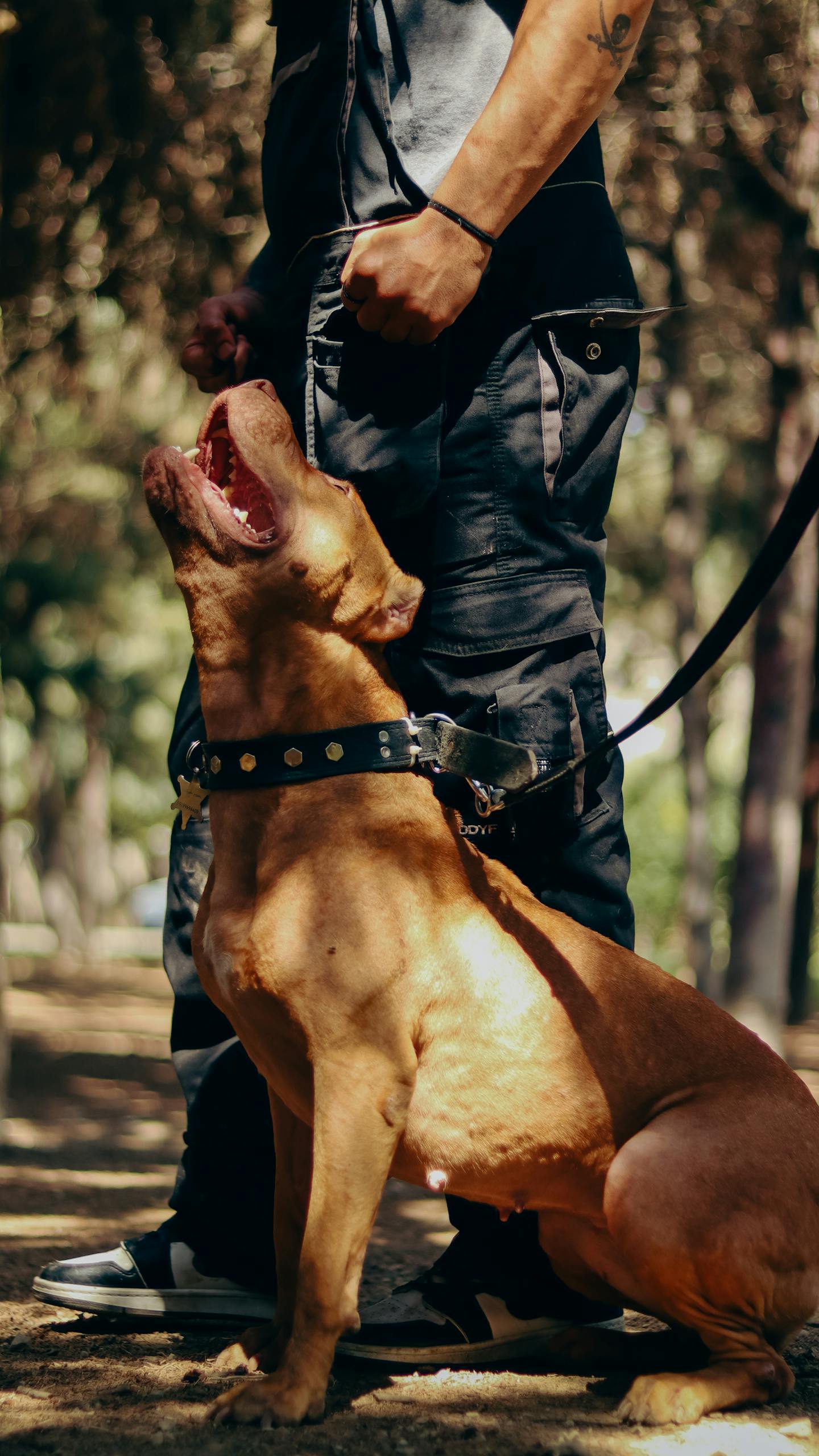 Brown American Pit Bull Terrier on leash beside male owner in outdoor park setting.