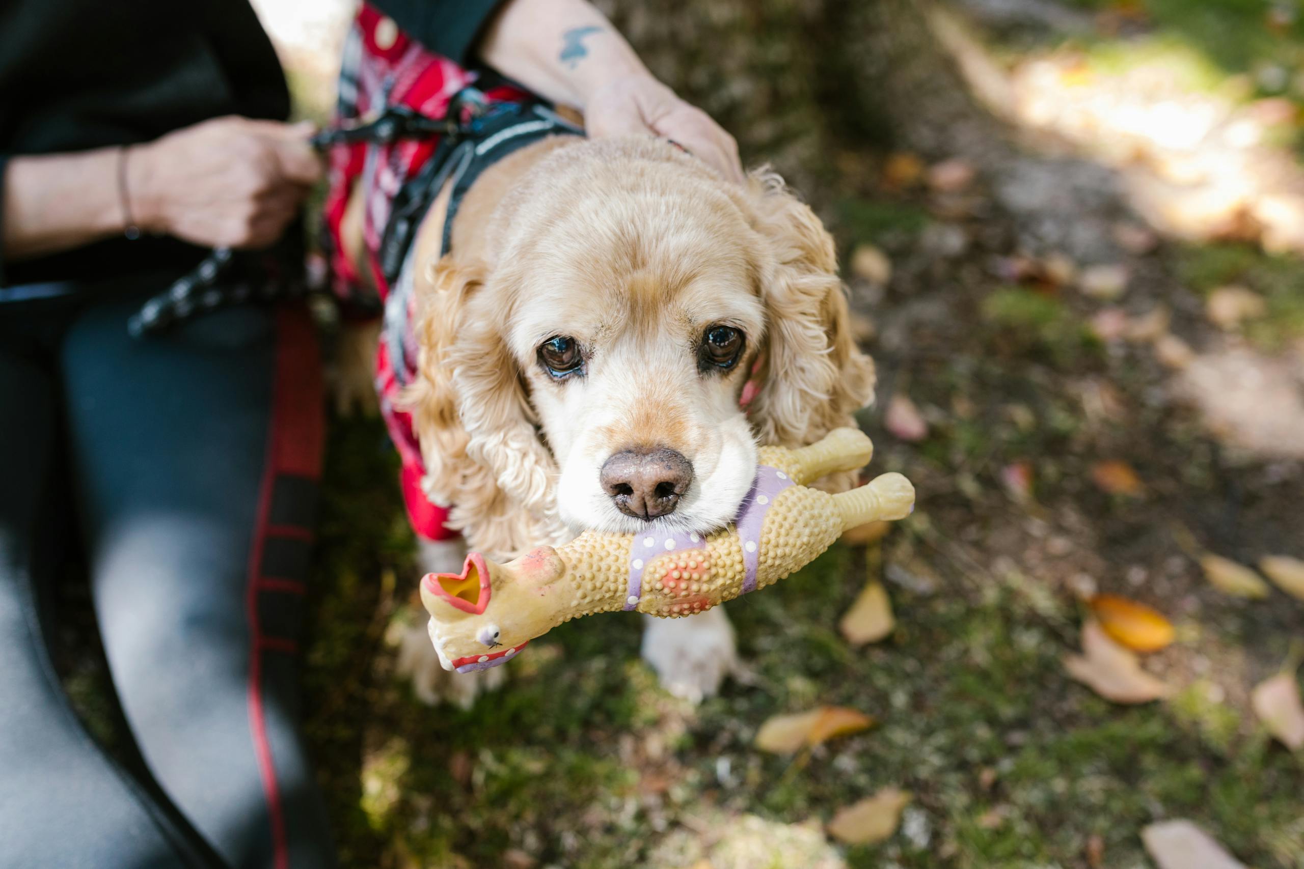 Charming close-up of a cocker spaniel playing with a toy in a natural setting.