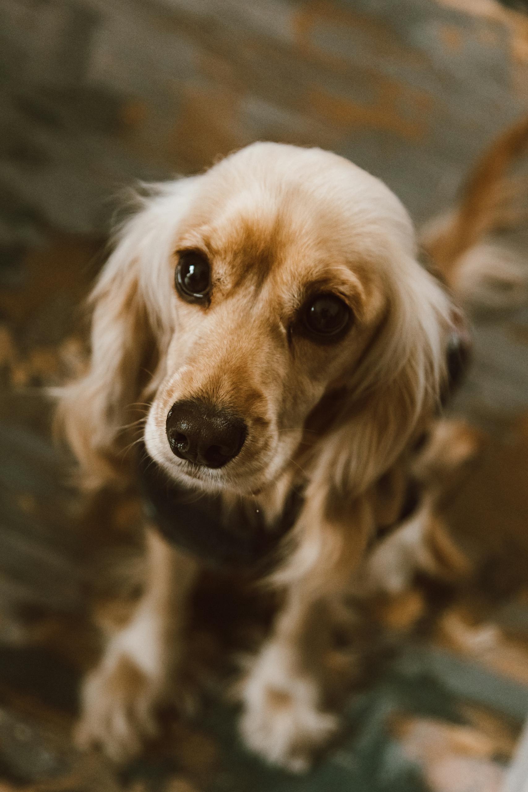 Charming portrait of a Cocker Spaniel puppy with soulful eyes and large ears, looking up.
