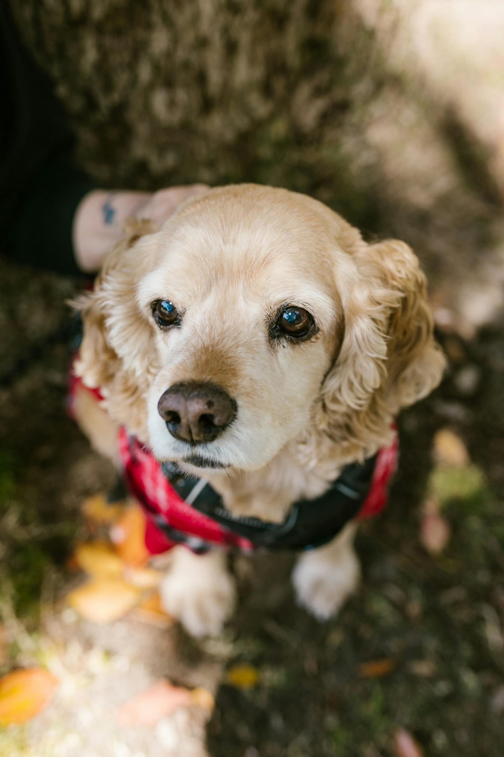 Close-up of a golden Cocker Spaniel in an outdoor autumn setting, looking up endearingly.