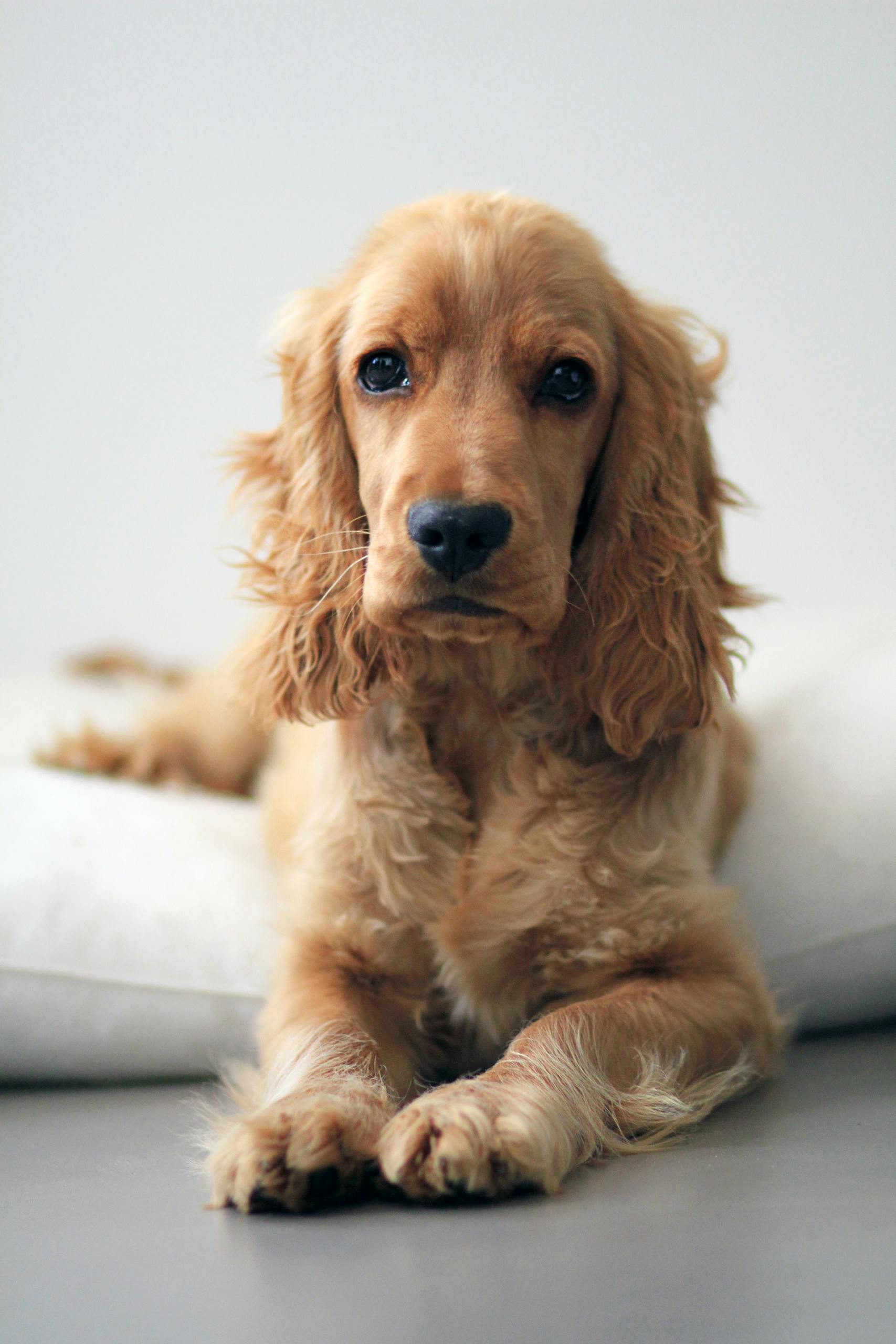 Close-up of an adorable English Cocker Spaniel dog relaxing on the floor.