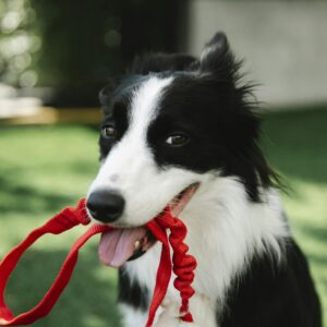 Cute Border Collie dog with white spots and red leash in mouth sitting on grassy lawn in countryside on blurred background