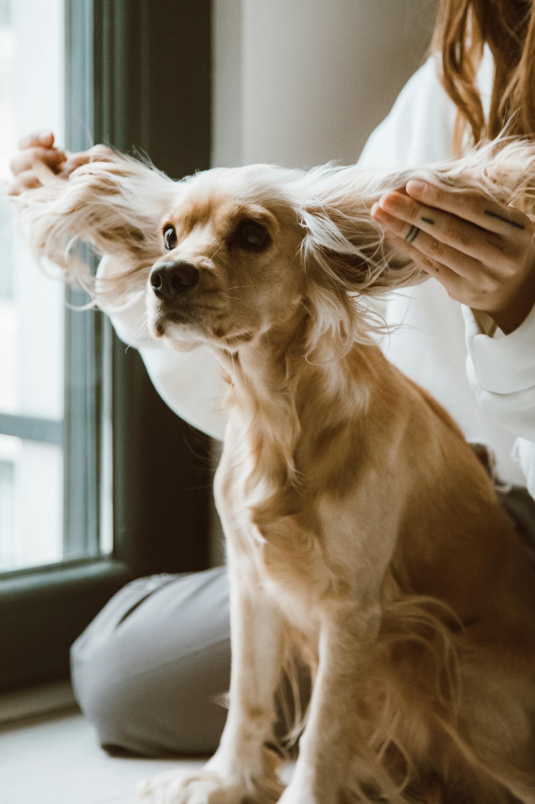 Cute spaniel dog with ears held playfully by a person, sitting indoors by a window.