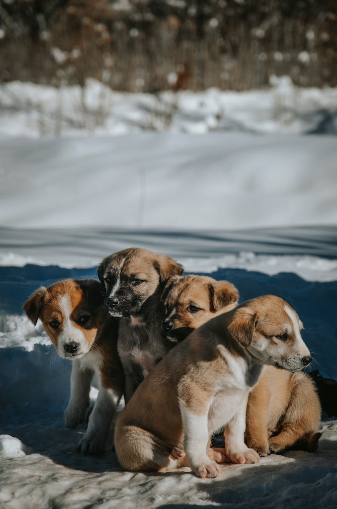 Four cute puppies enjoying a sunny winter day in the snow. Perfect for pet lovers.