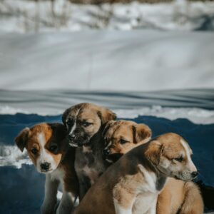 Four cute puppies enjoying a sunny winter day in the snow. Perfect for pet lovers.