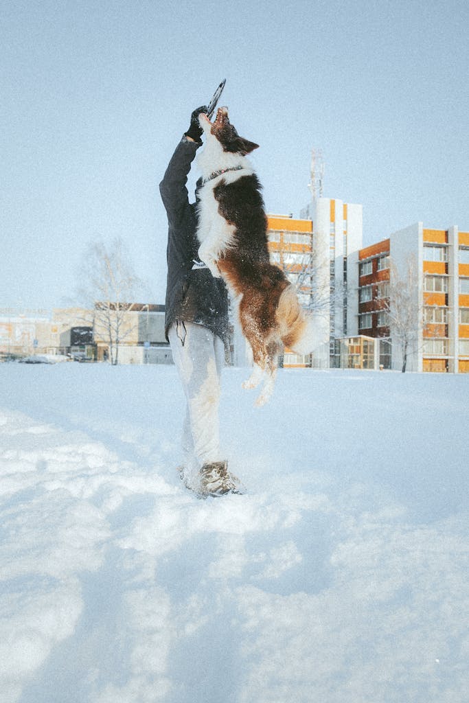 Playful moment of a man and his dog jumping in a snowy urban park during winter.