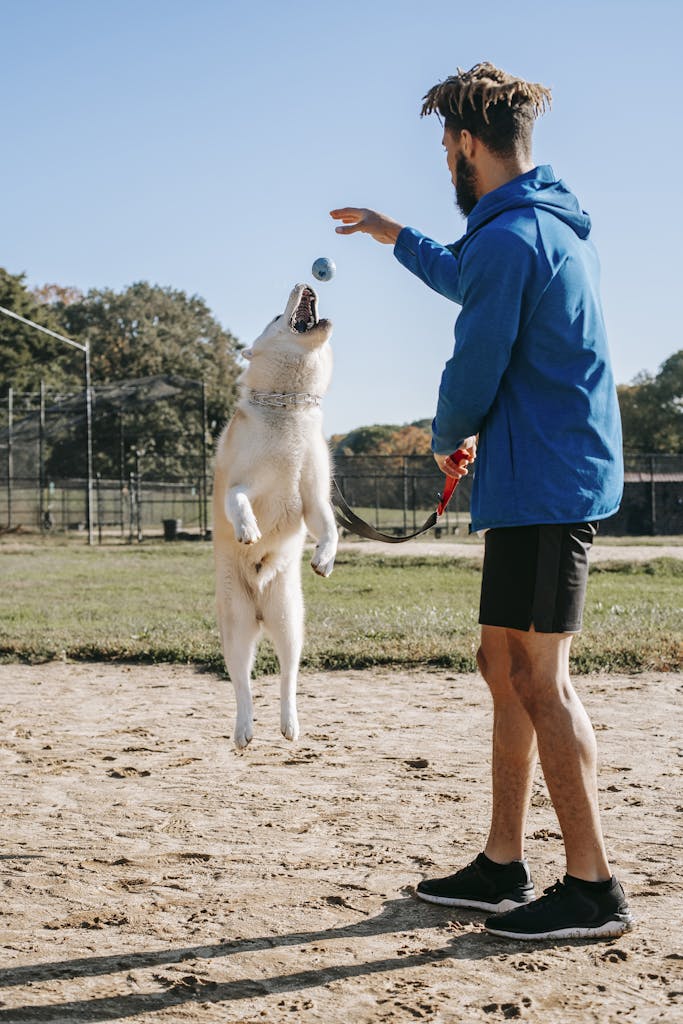 Side view of young man in sportswear training jumping dog on sunny day