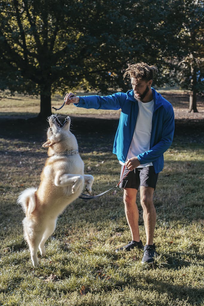 Young man training his playful Akita dog outdoors on a sunny day.