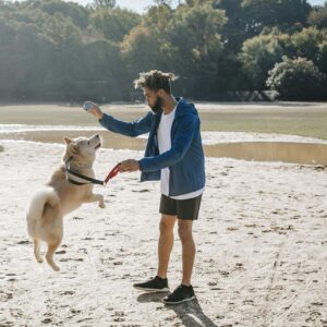 Young unshaven ethnic male owner with dreadlocks and ball taming West Siberian Laika against lush trees in back lit