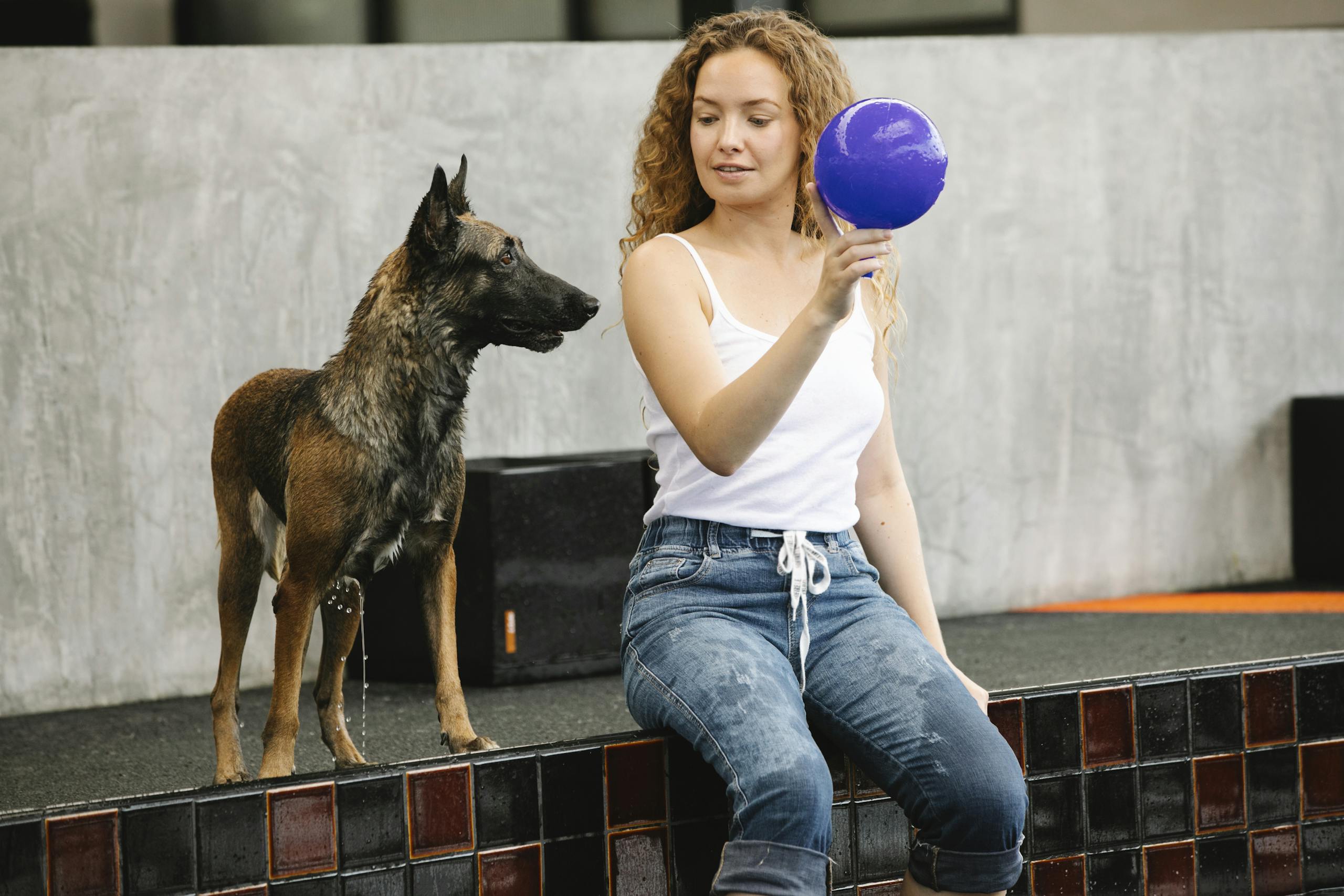 Young woman training Belgian Malinois with a blue ball by the poolside. Outdoor setting capturing interaction.