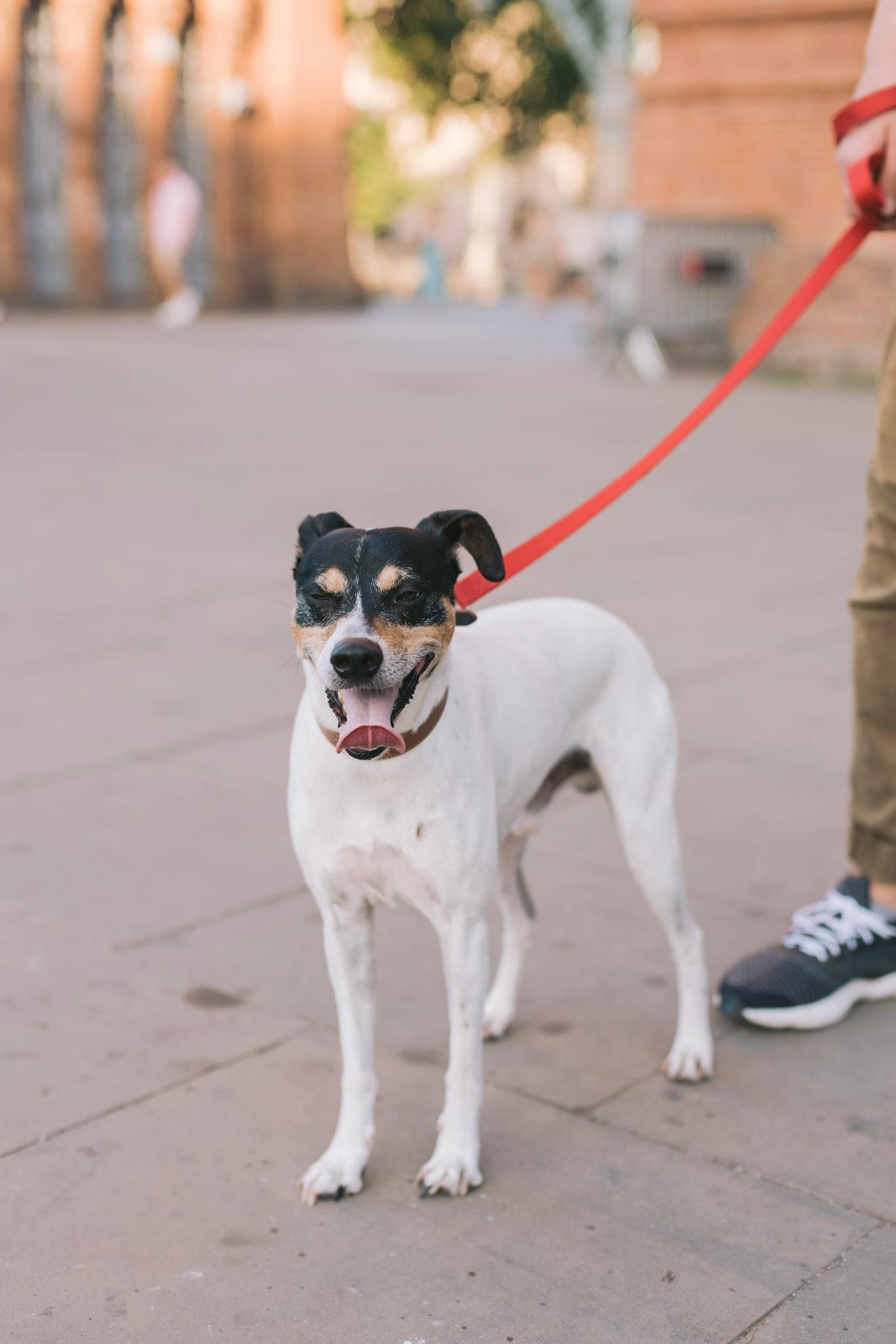 A joyful dog on a red leash enjoying a sunny day outdoors.