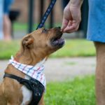 A man feeding a brown dog with a treat outdoors, wearing a striped bandana and harness.