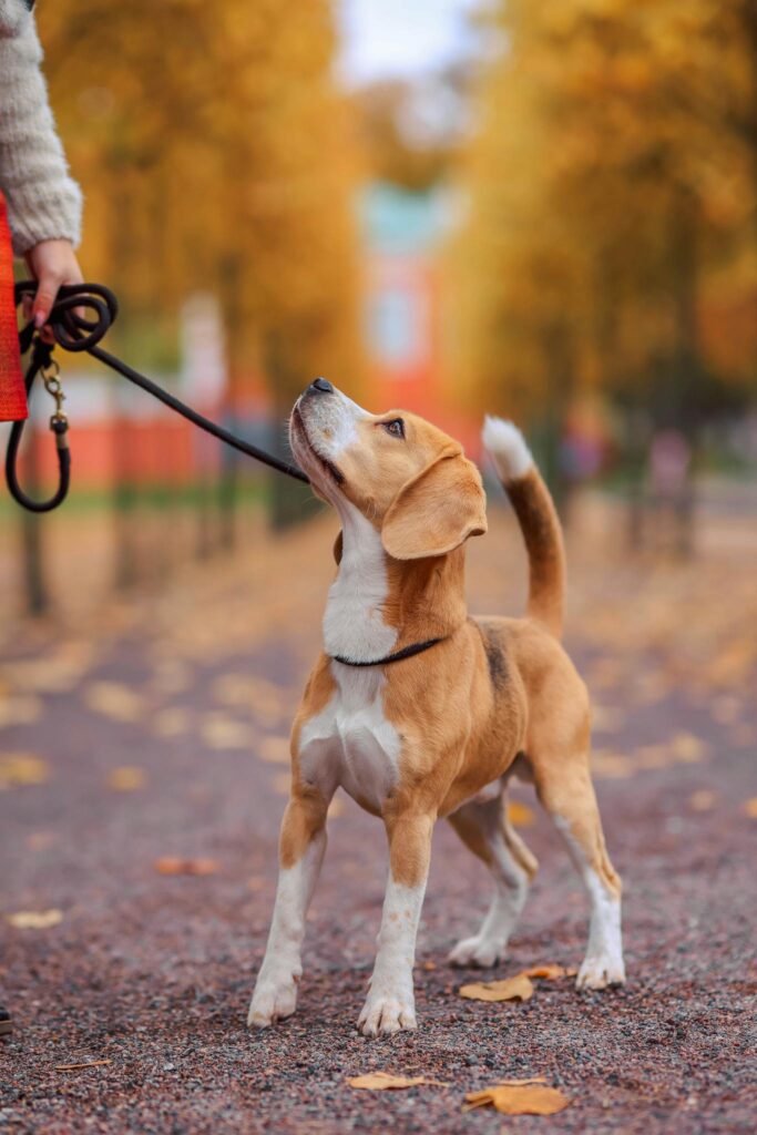 Adorable beagle puppy on a leash in an autumn park with colorful leaves. Perfect for pet lovers.
