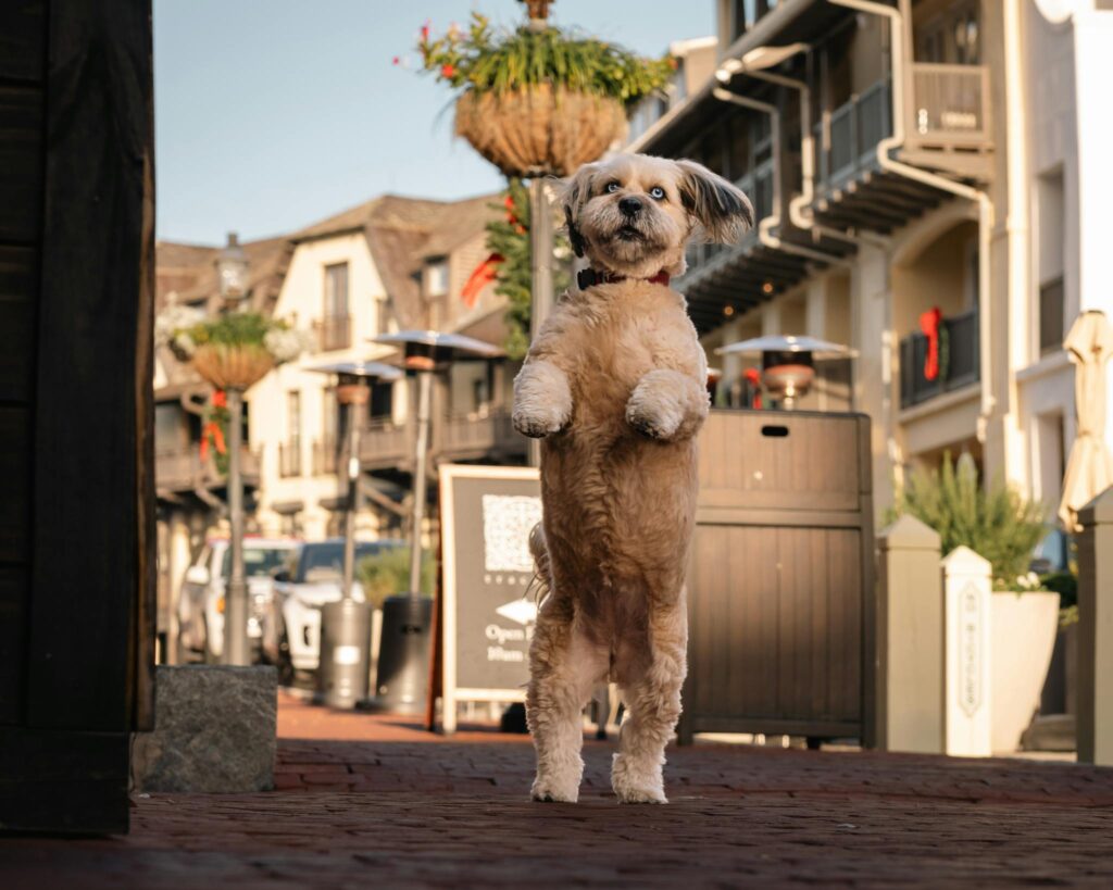 Cute dog playfully jumping in a charming outdoor urban setting with buildings and hanging plants.
