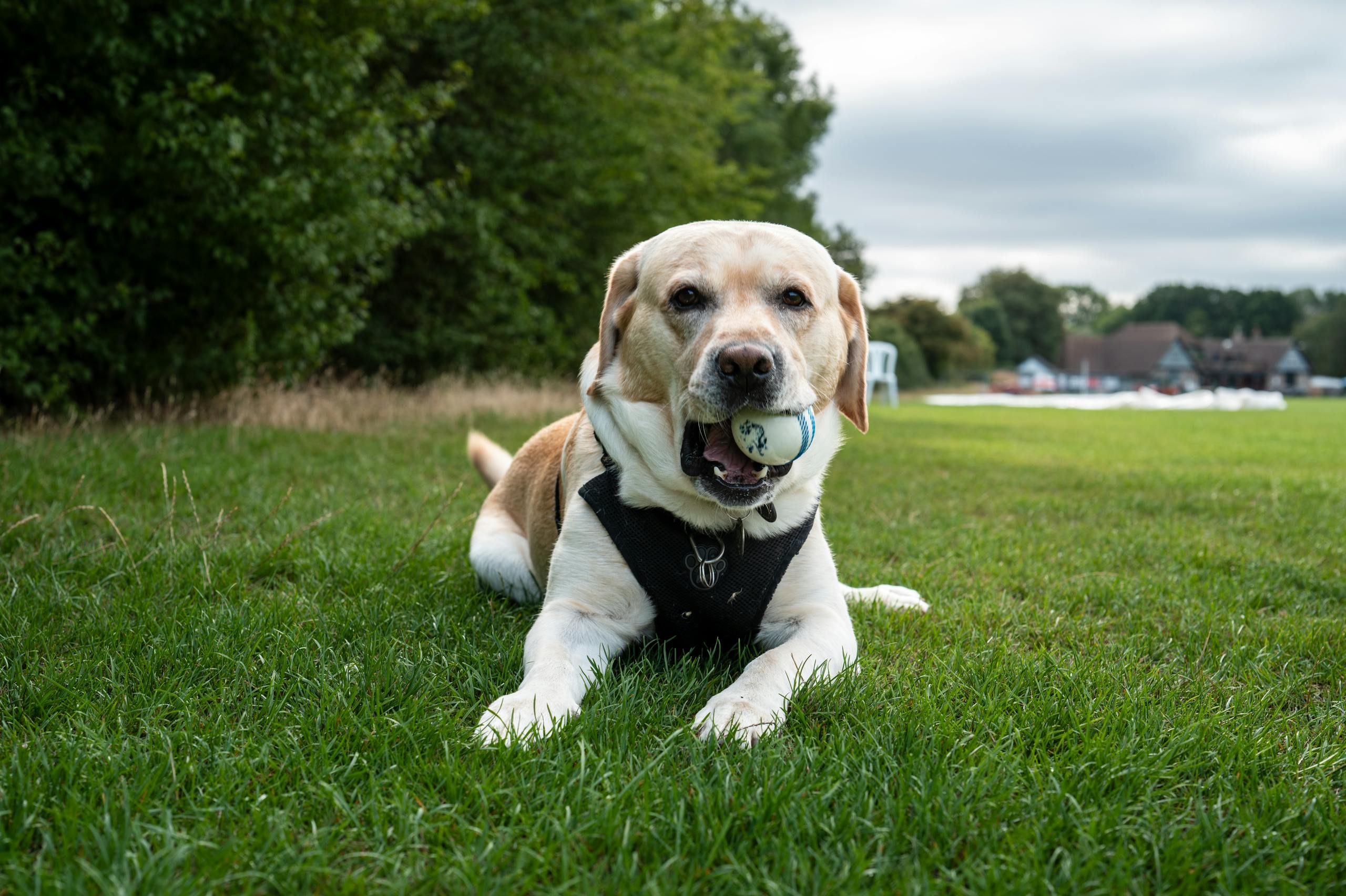 Meet Bailey – Labrador